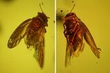 Detailed Fossil Fly (Brachycera) In Baltic Amber #159822-1